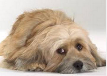 Marketing American Humane American Humane